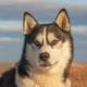 Sam profile