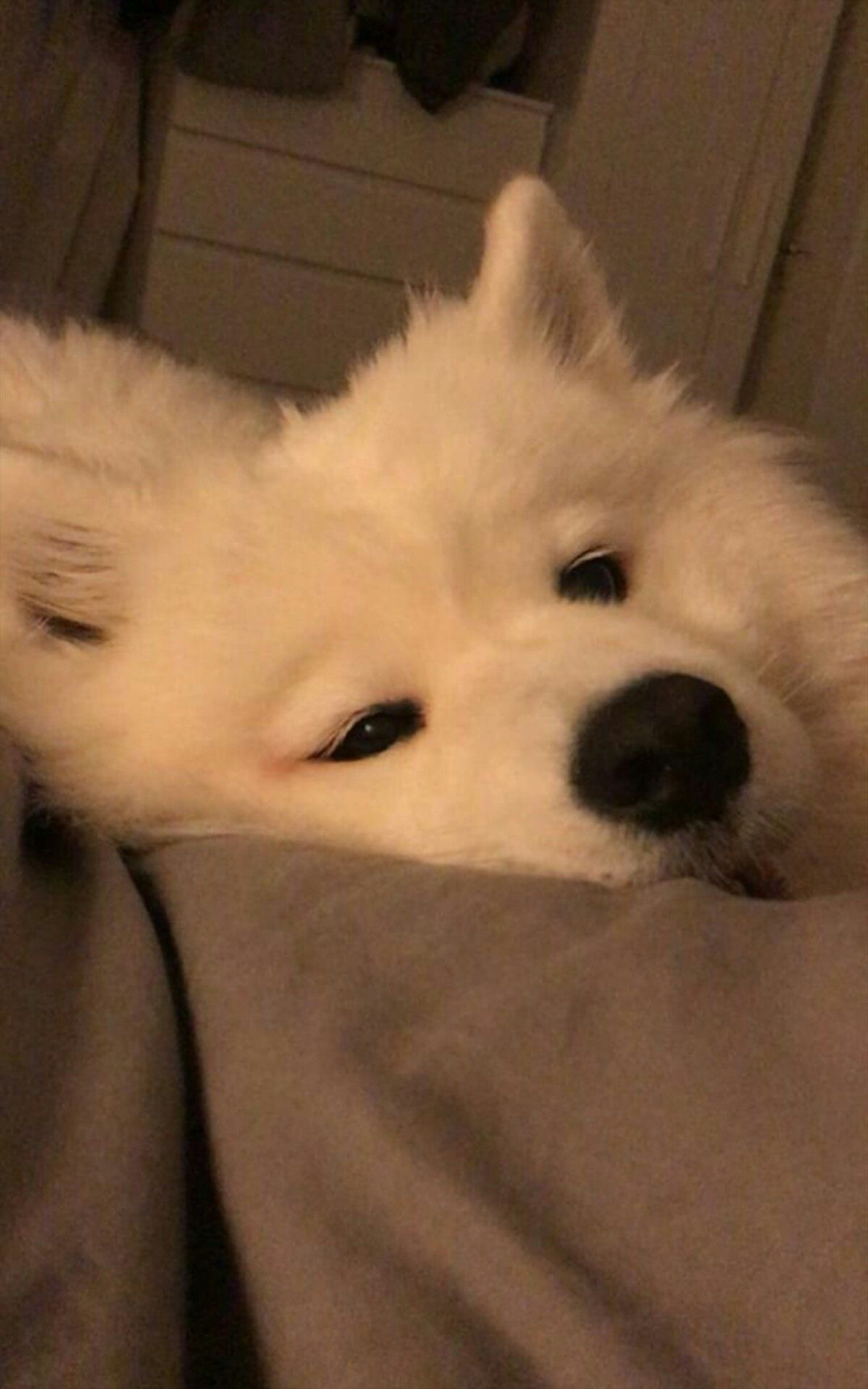 mochibear