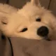 mochibear profile