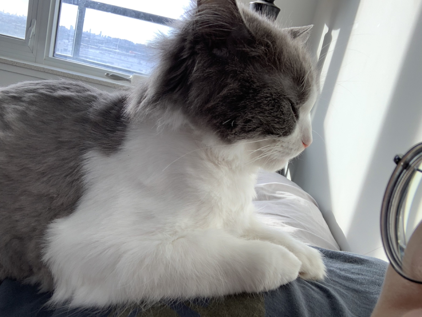 Fay profile