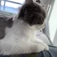 Fay profile