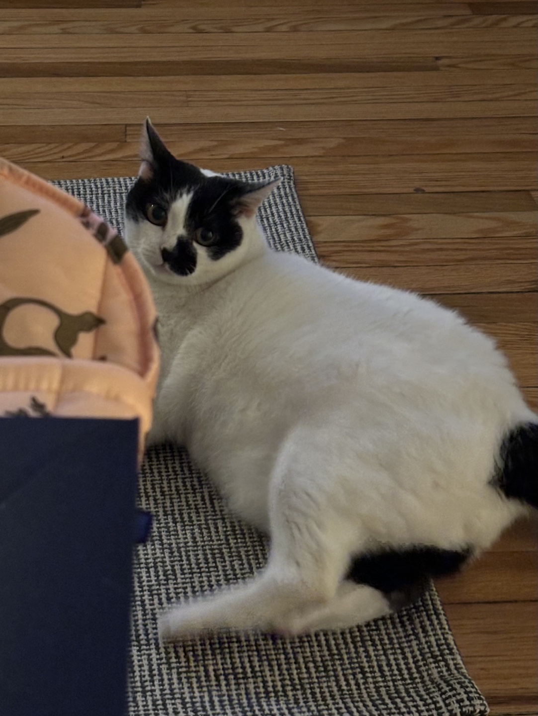 Meow Fisher
