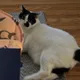 Meow Fisher profile