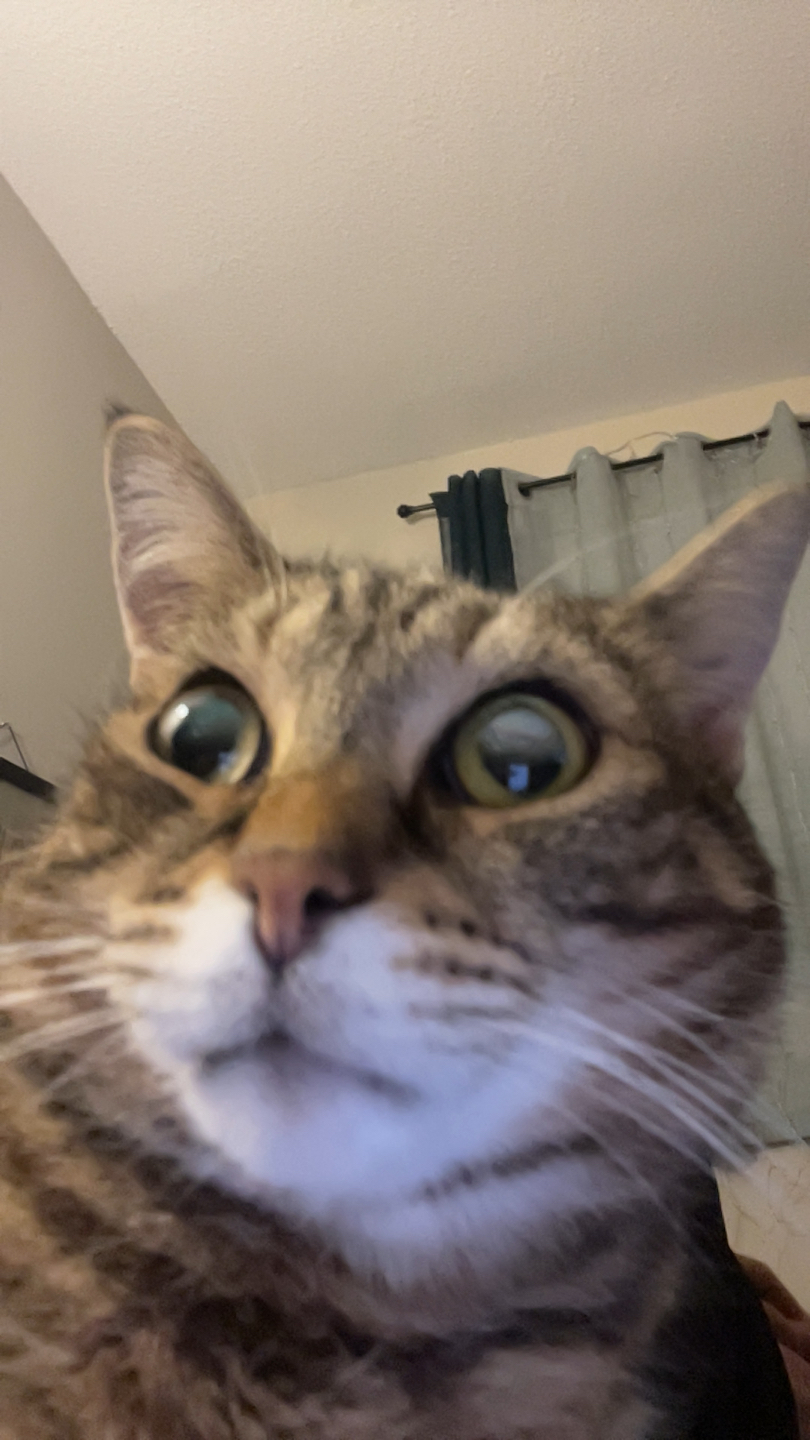 Phoebe profile