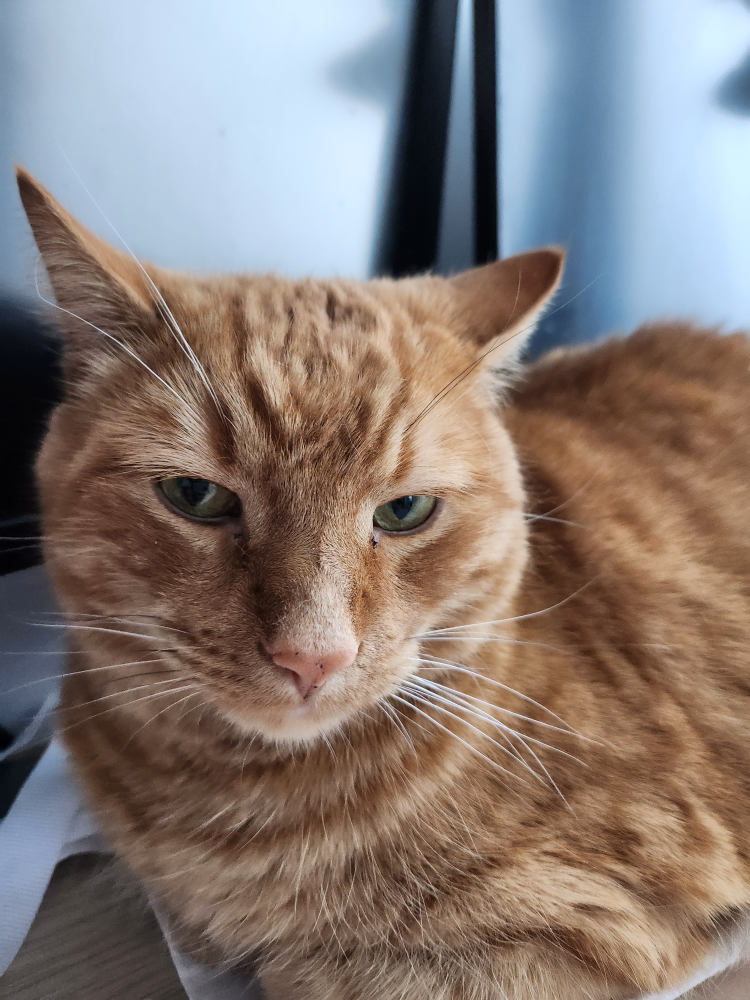 miyathecat profile