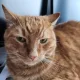 miyathecat profile