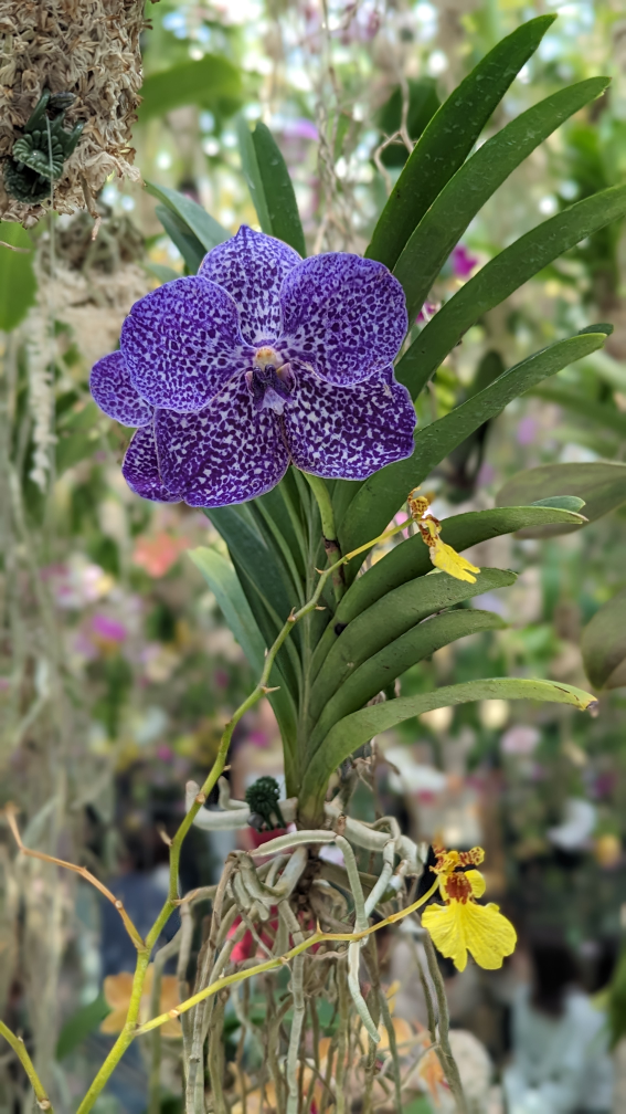 Evan Cornell profile