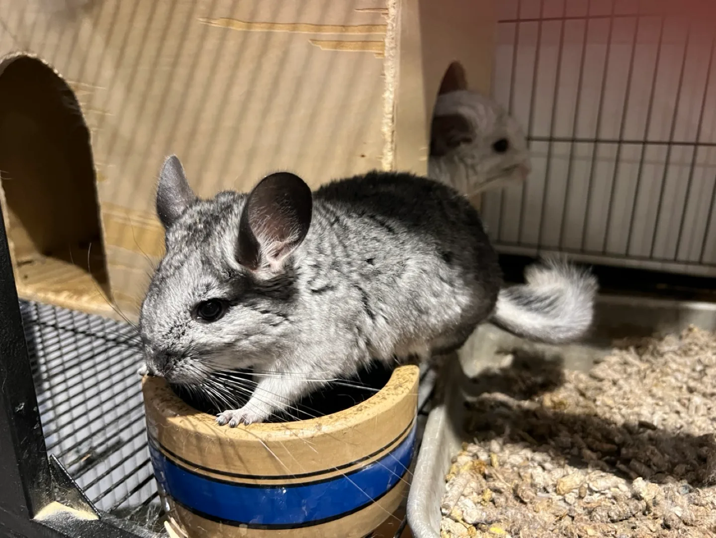 Motato House profile