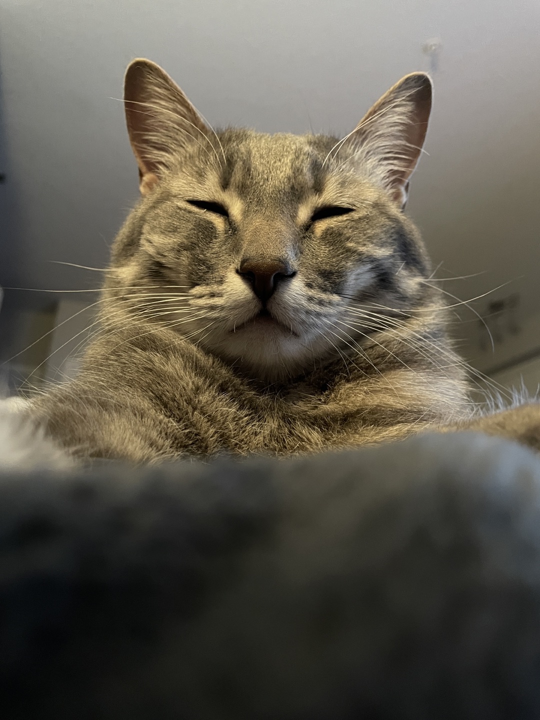 Lumi profile