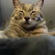 Lumi profile