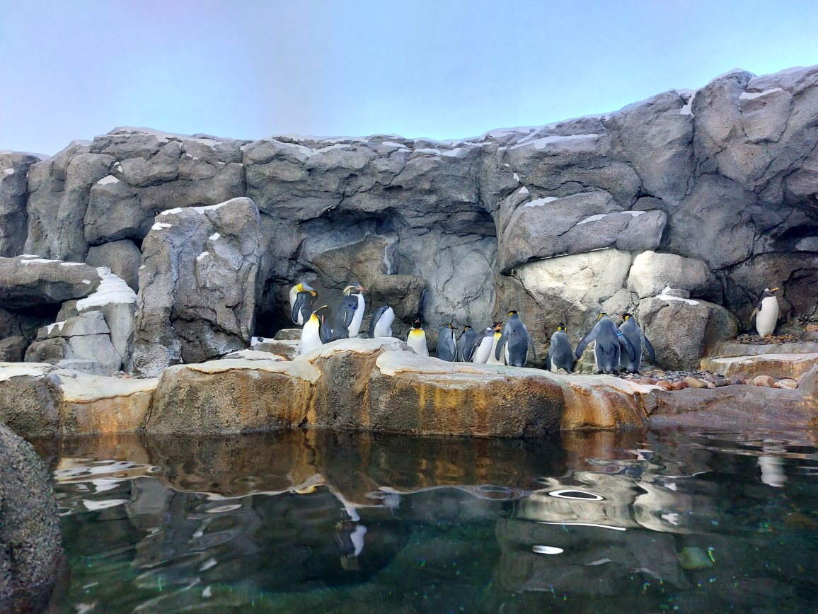 Deandrei Zed profile