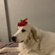 Julieta profile