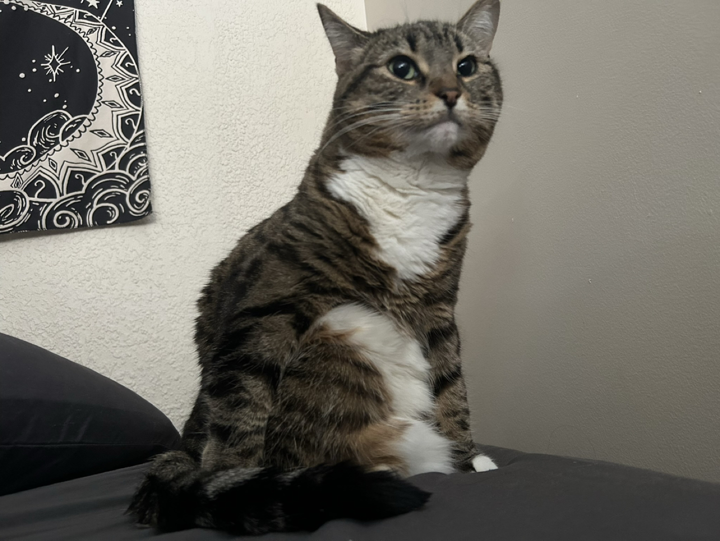 Abbi profile