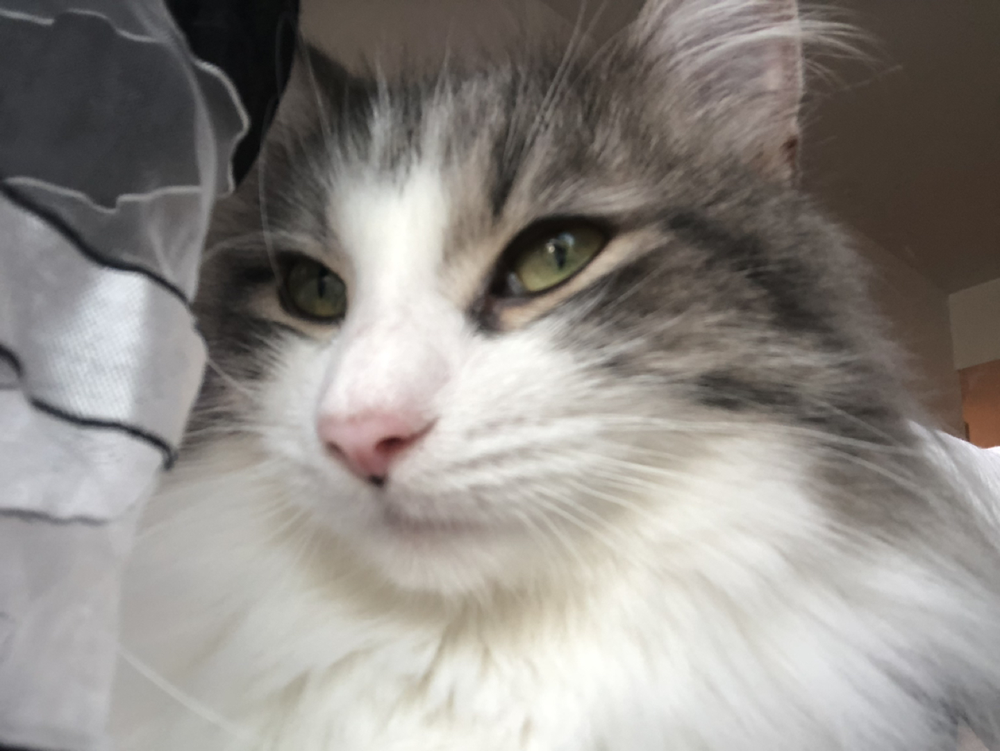 KOJ profile