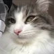 KOJ profile