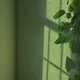 Sarissa profile