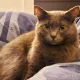 shumaila profile