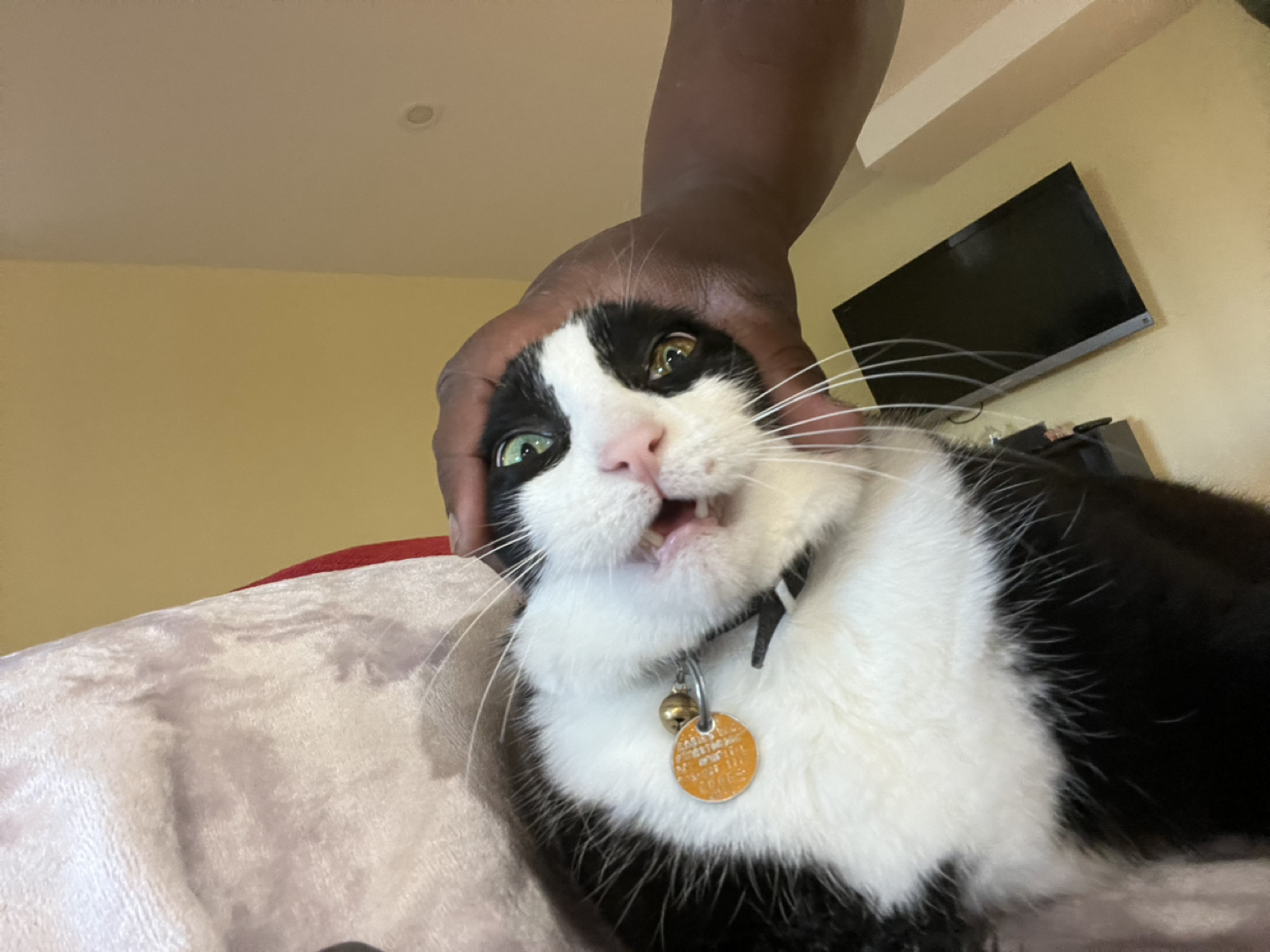 Omar profile