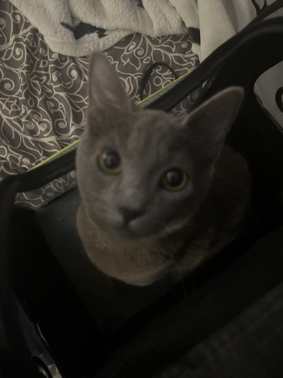 Calen profile