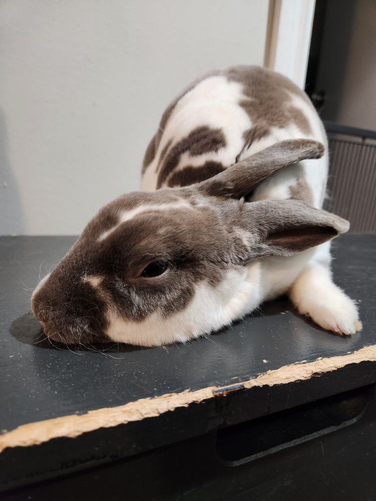 Mavis profile