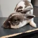 Mavis profile