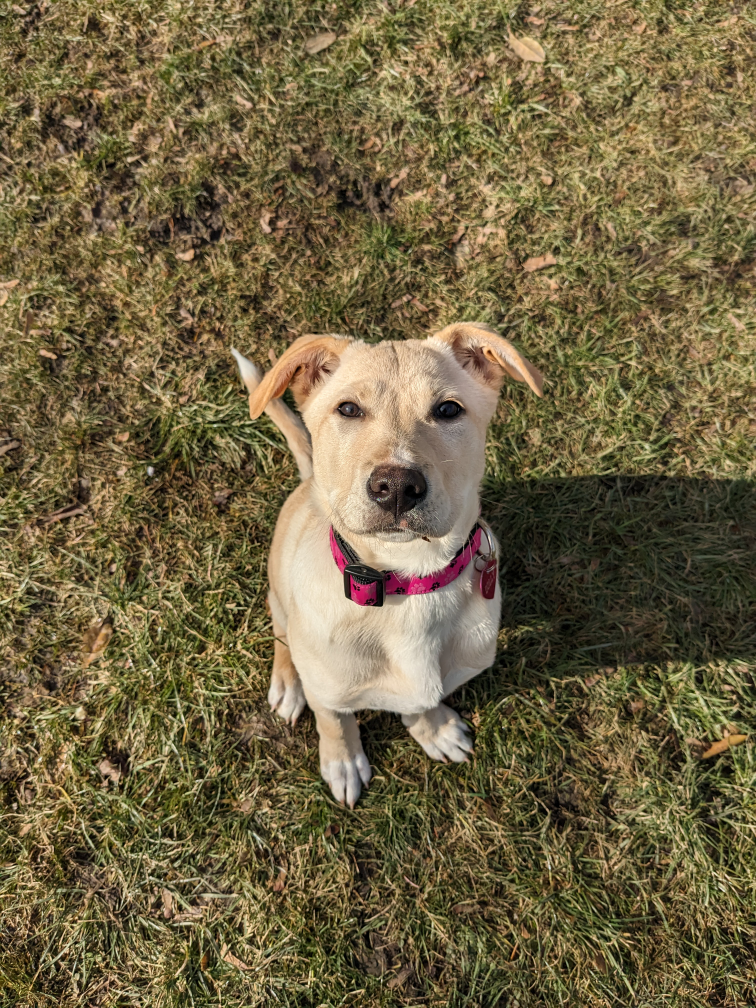Rhonda profile