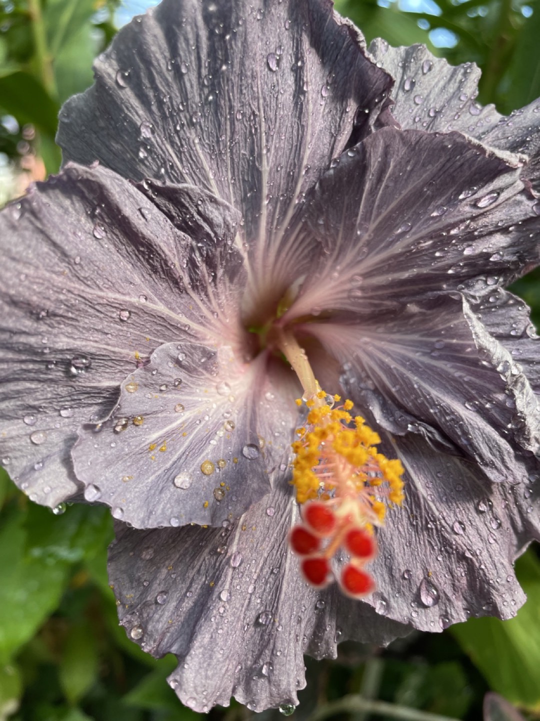 Hibiscus profile