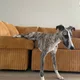 tia profile