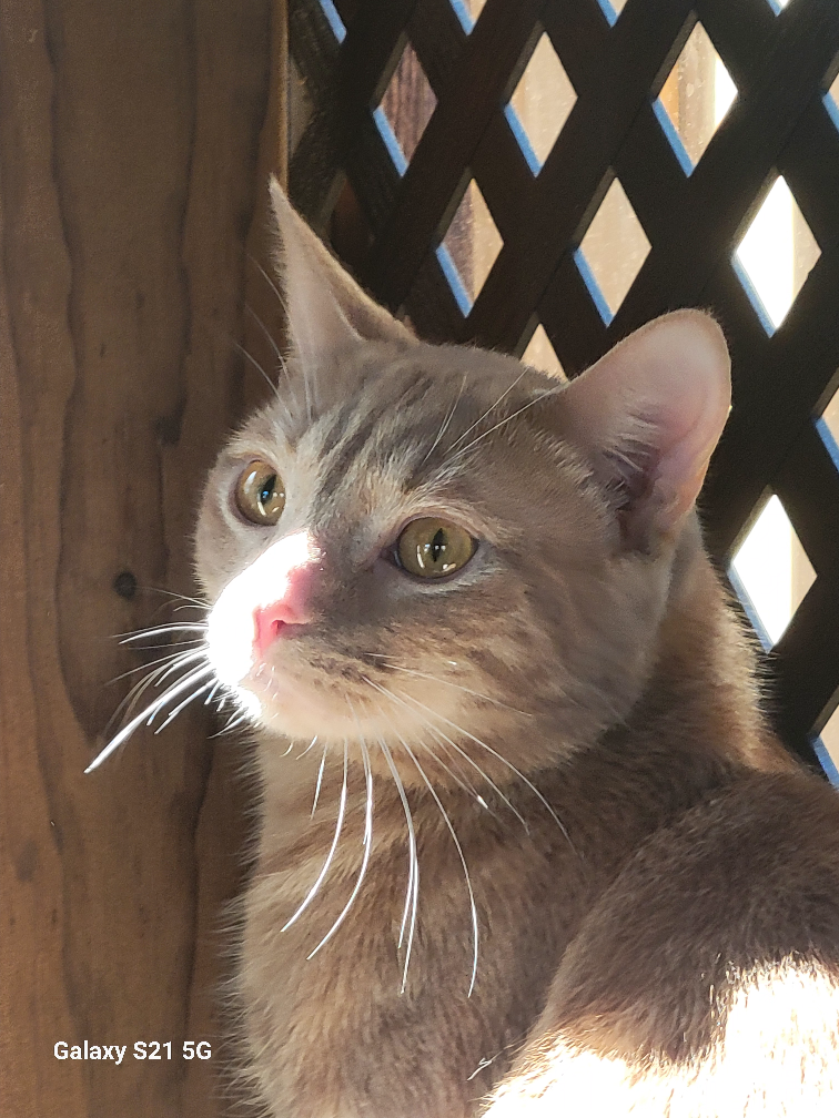 Xavier profile