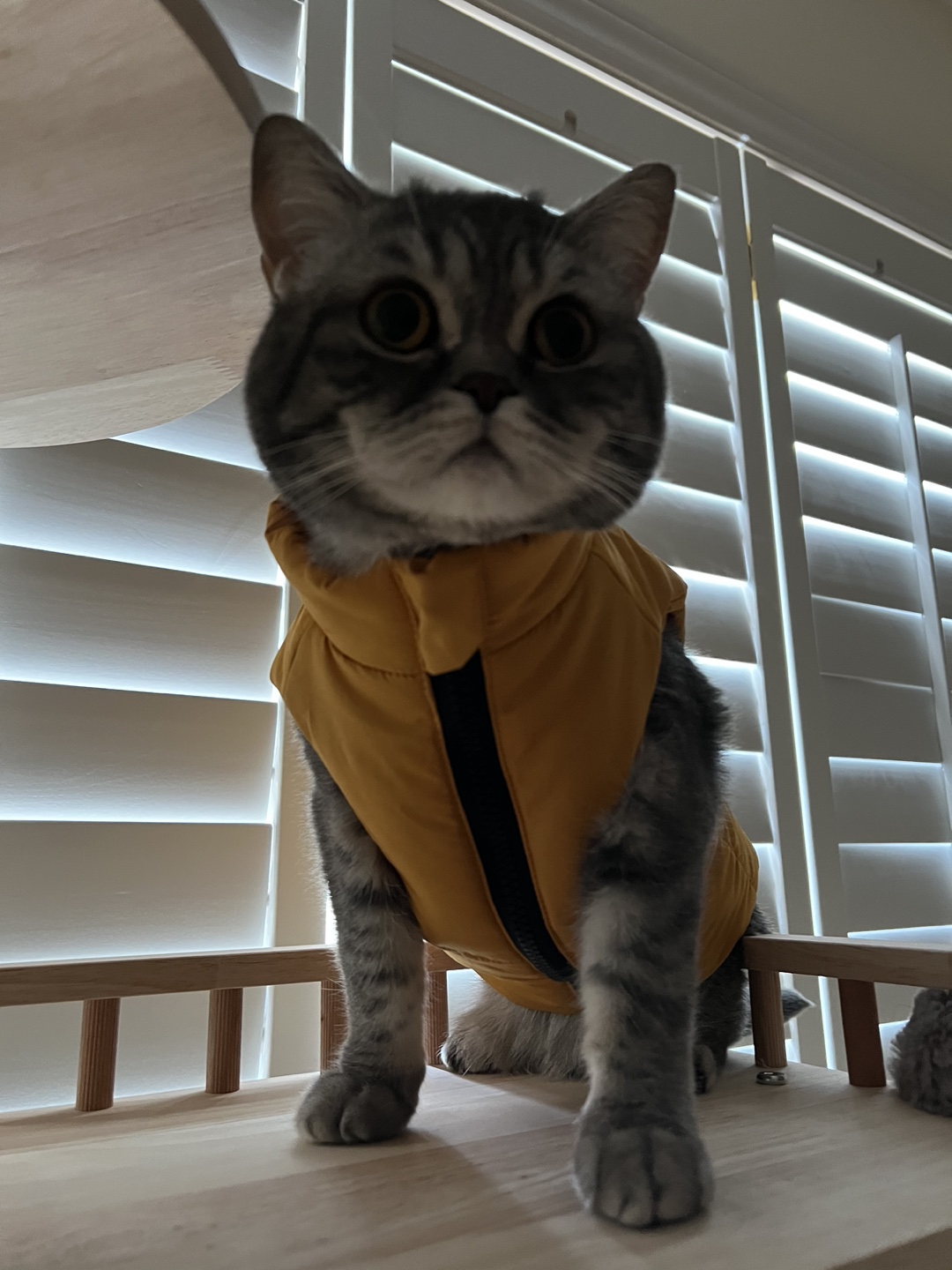 Jzoz profile
