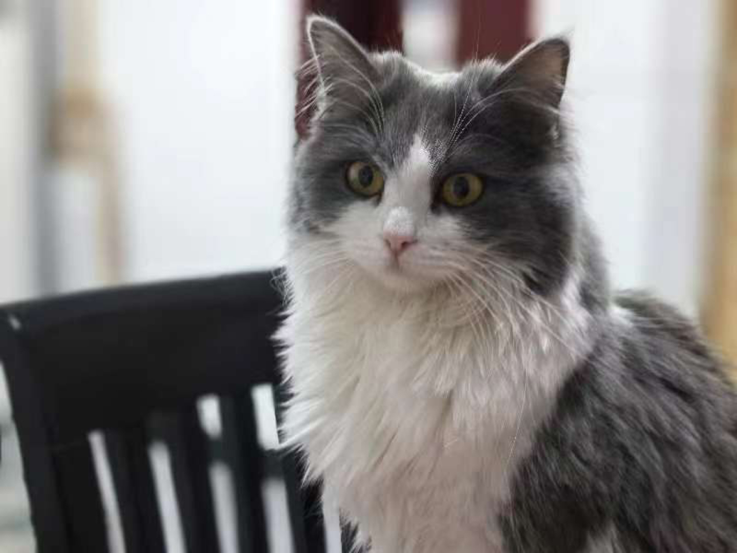 snowball profile