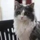 snowball profile