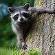 trash panda profile