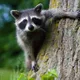 trash panda profile