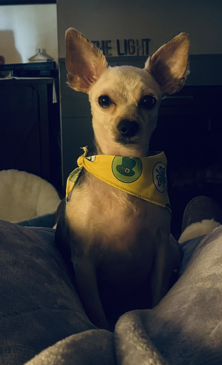 Toni profile