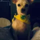 Toni profile