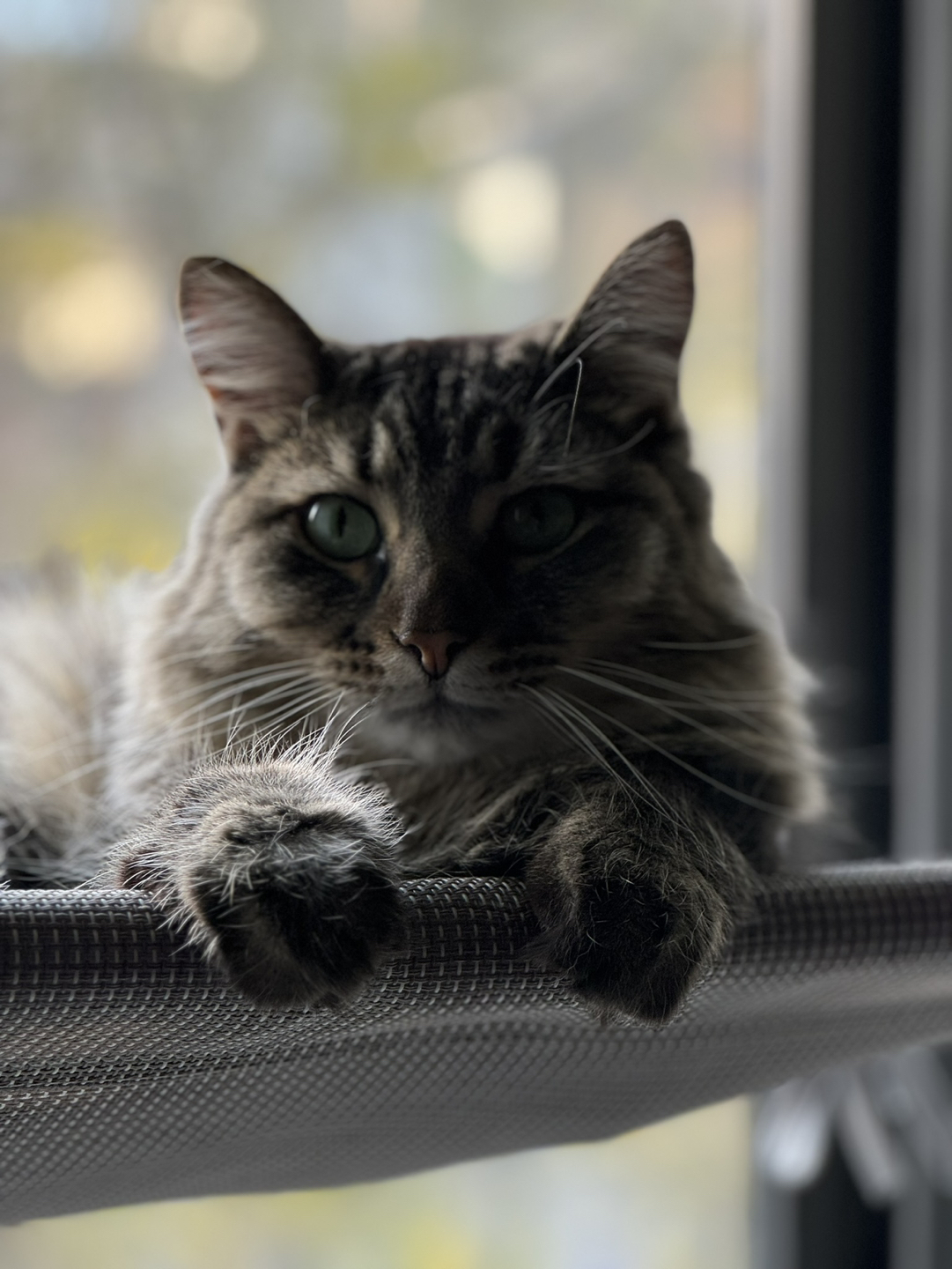 Nedra profile