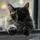 Nedra profile