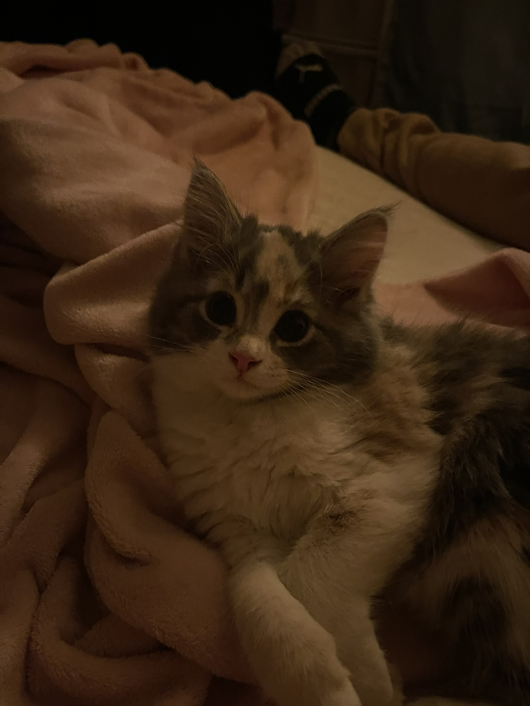 Zia