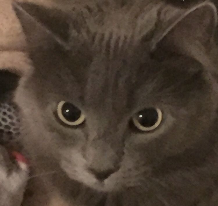 Saba profile