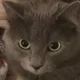 Saba profile