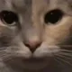 Hasan profile
