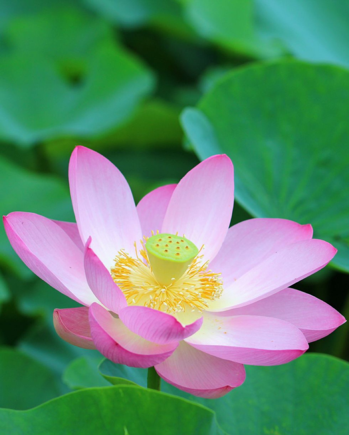 Lilly