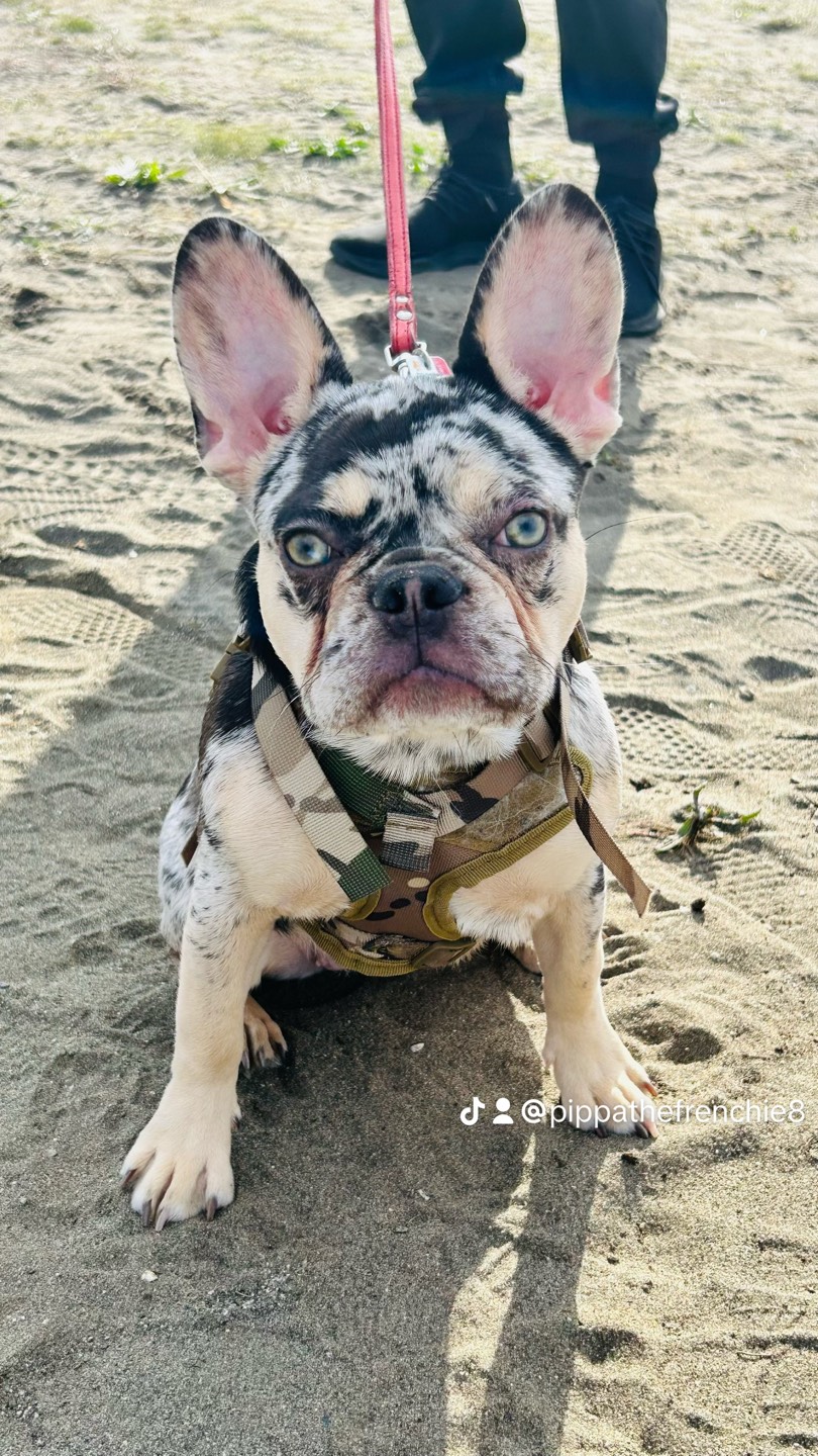 Kukki profile