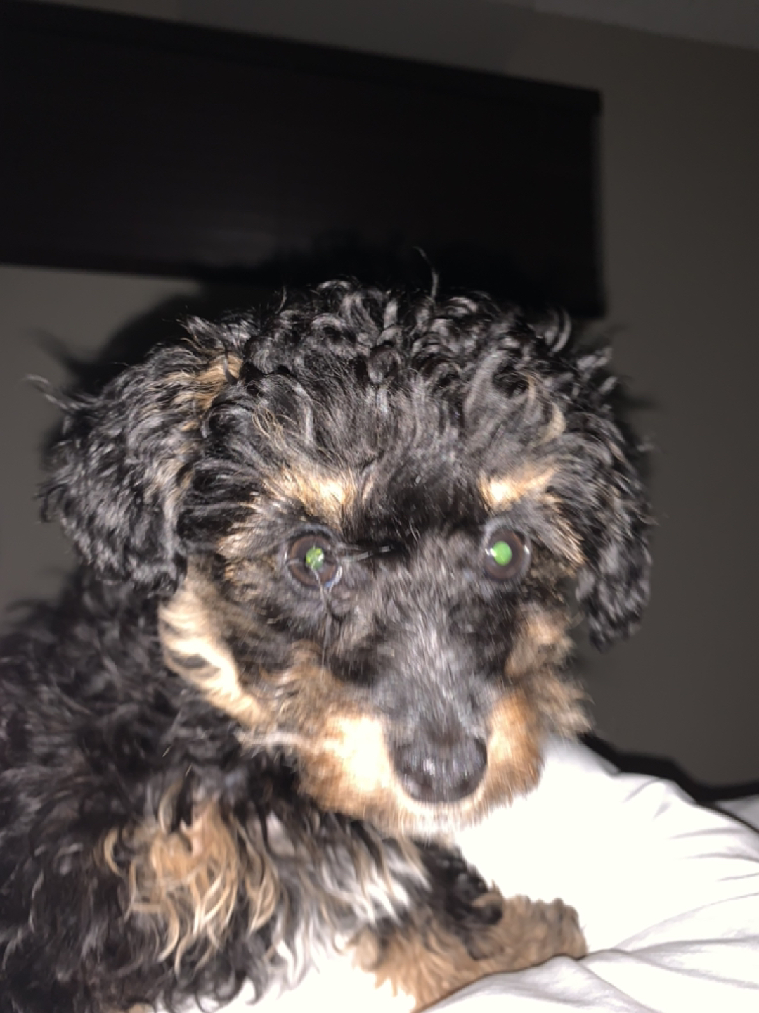 Lil Bear profile