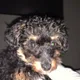 Lil Bear profile
