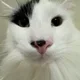 Anthony profile