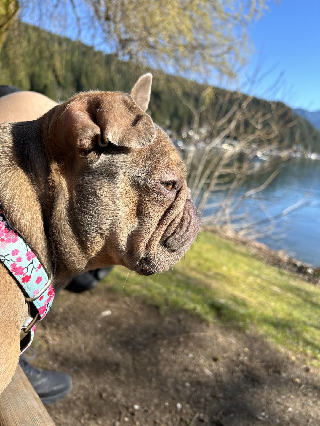 Yolanda profile