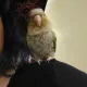 Nikki profile