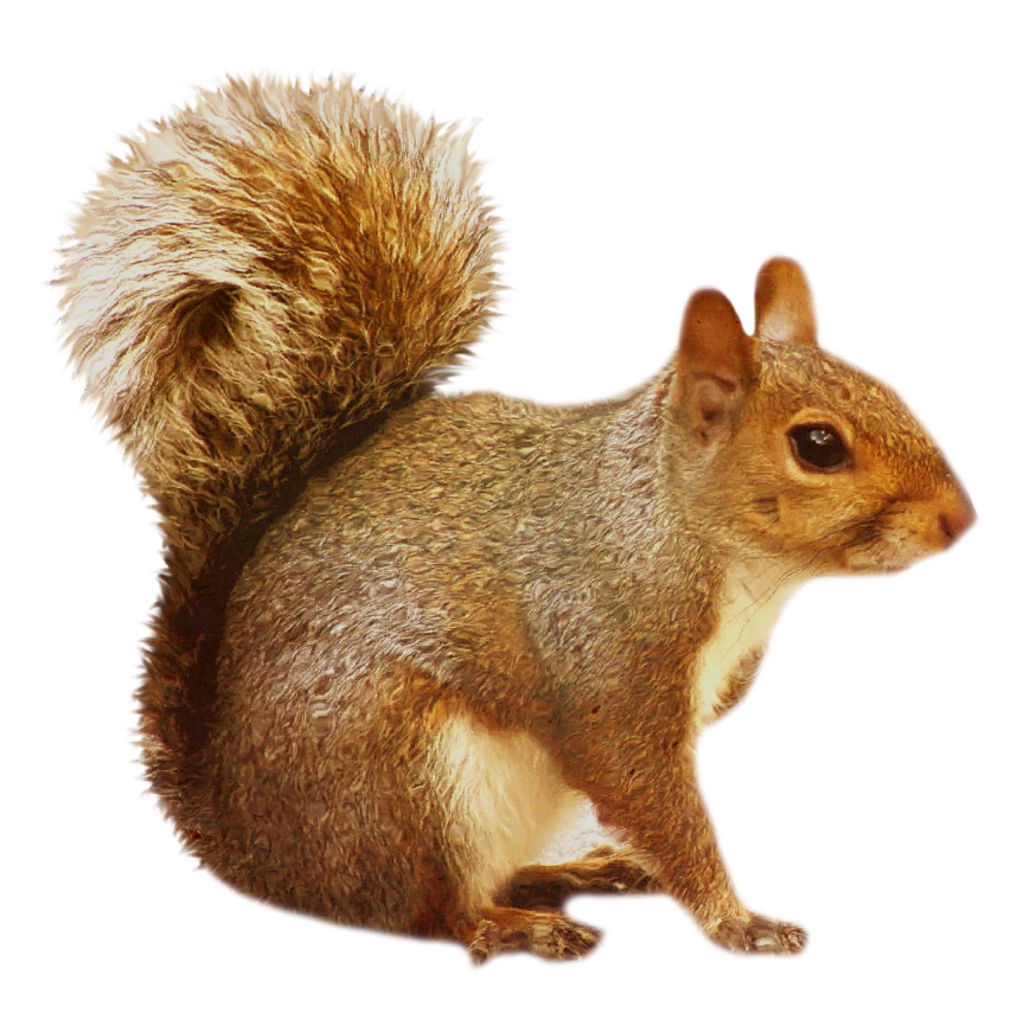 Squirrel profile